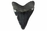 Serrated, Fossil Chubutensis Tooth - Megalodon Ancestor #153834-2